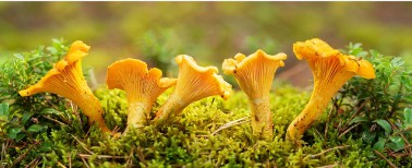 Evaluation and Screening of Mushroom Strains