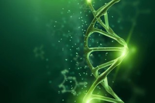 Mushroom Genetics Services