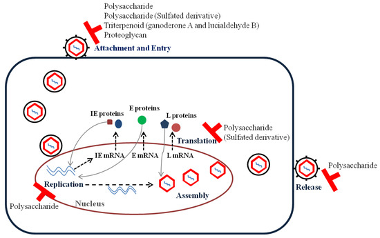 Inhibitory stages of bioactive compounds against herpes simplex virus.