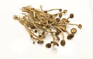 Tissue Culture of Agrocybe aegerita