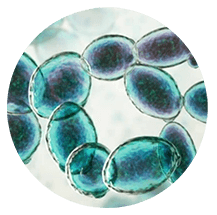 Gene Editing in Yeast