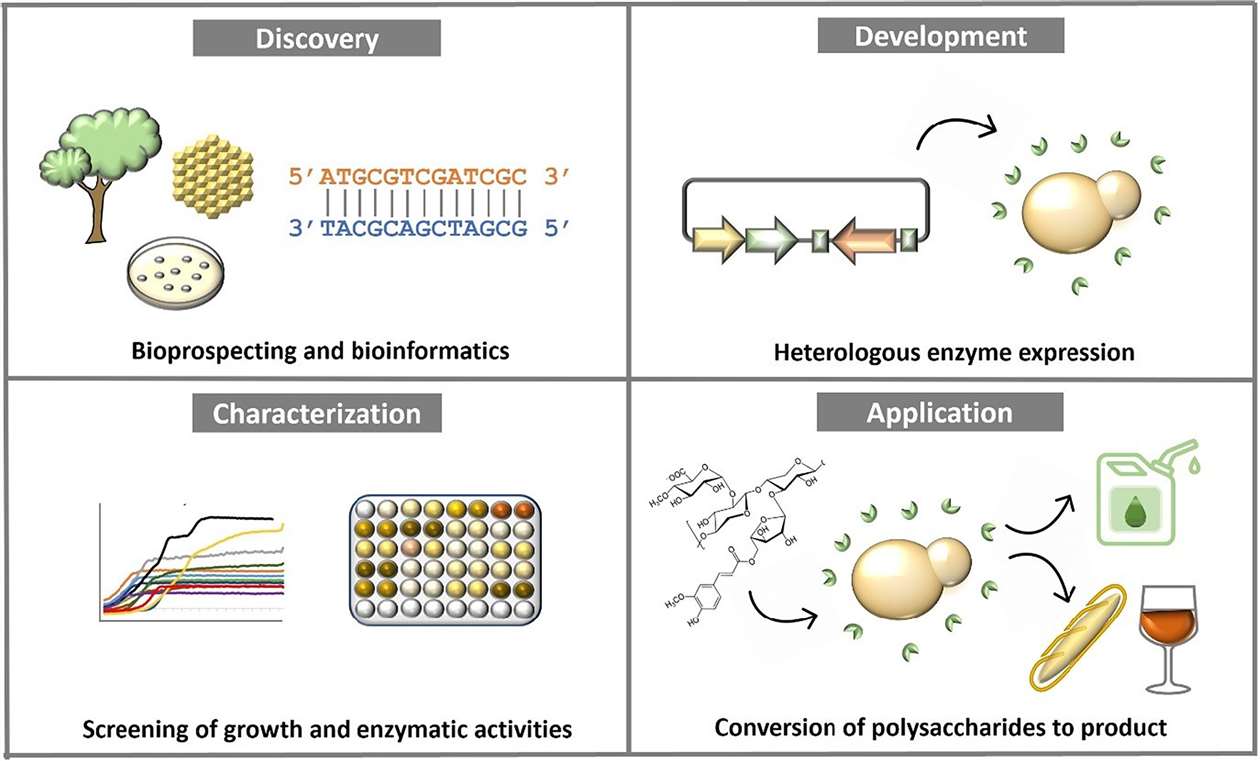 Process of Industrial Enzymes Production with Yeast