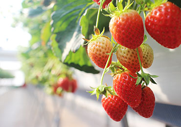 Fruits