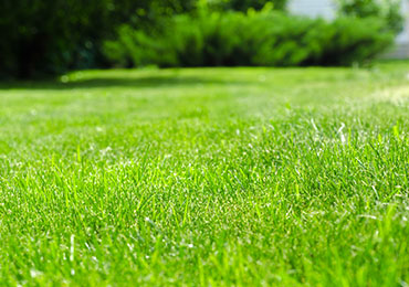 Grasses