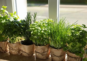 Herbs