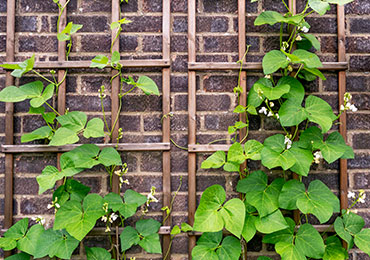 Shrubs & Vines