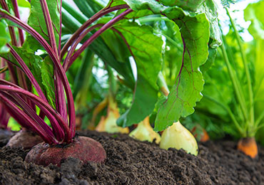 Vegetables