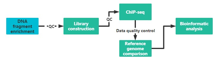 Technical route of pig ChIP-seq. - Lifeasible