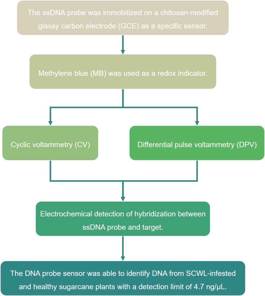 Nucleic Acid Hybridization Based Electrochemical Biomolecular Sensors