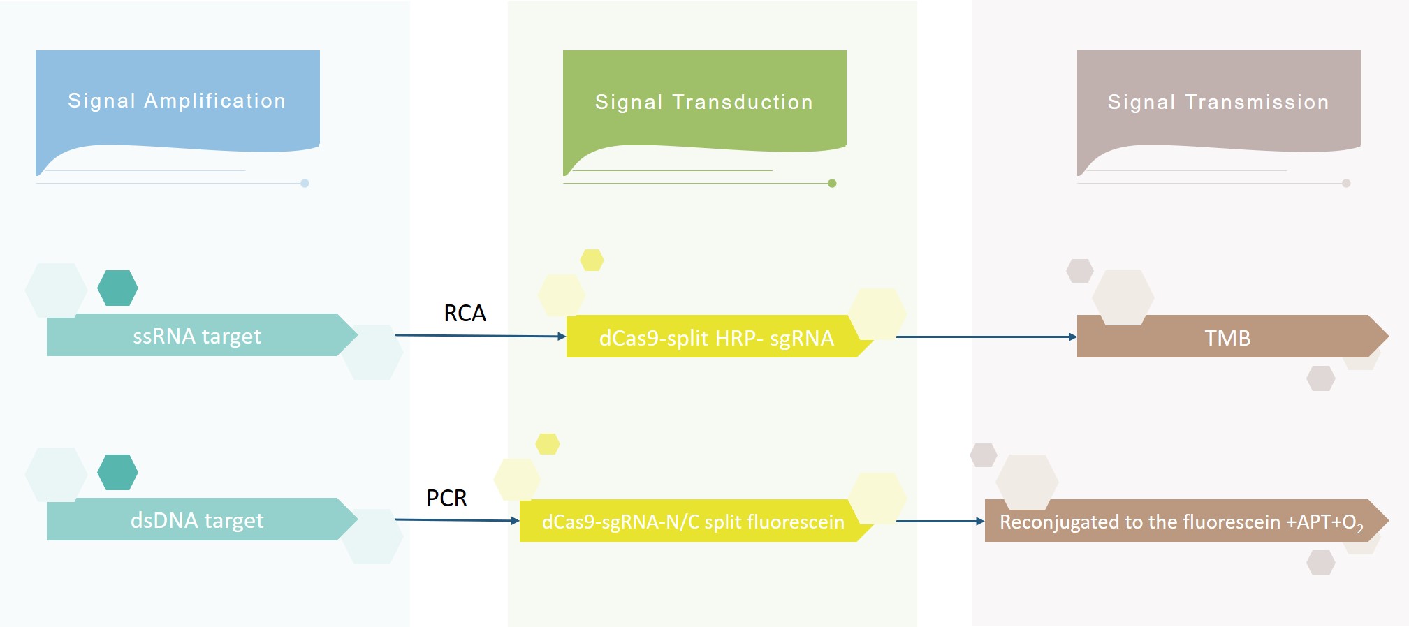 Schematic mechanism of CRISPR/Cas detection system.