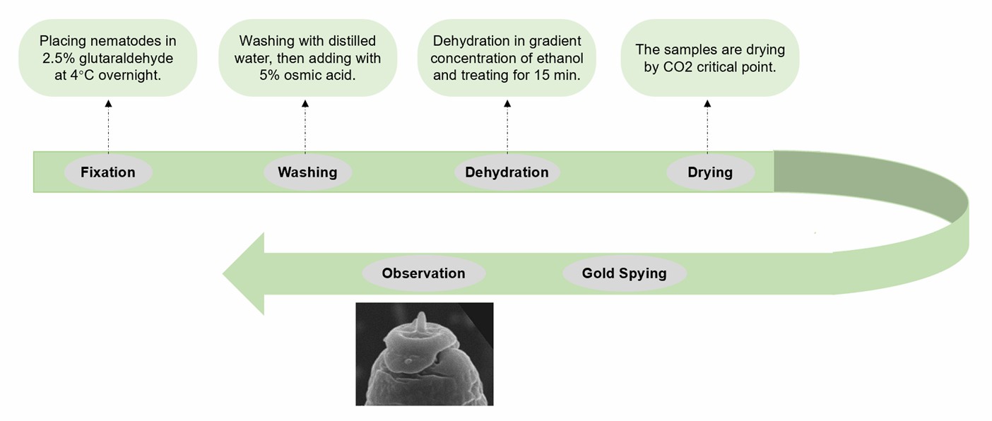 Methods for preparing samples for scanning electron microscopy of plant nematodes.