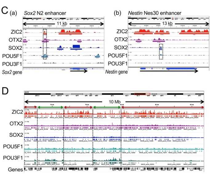 Figure 1. ChIP-seq data of five major transposable elements.