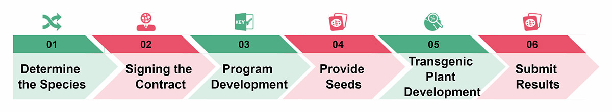 Miraculin Transgenic Plants Development