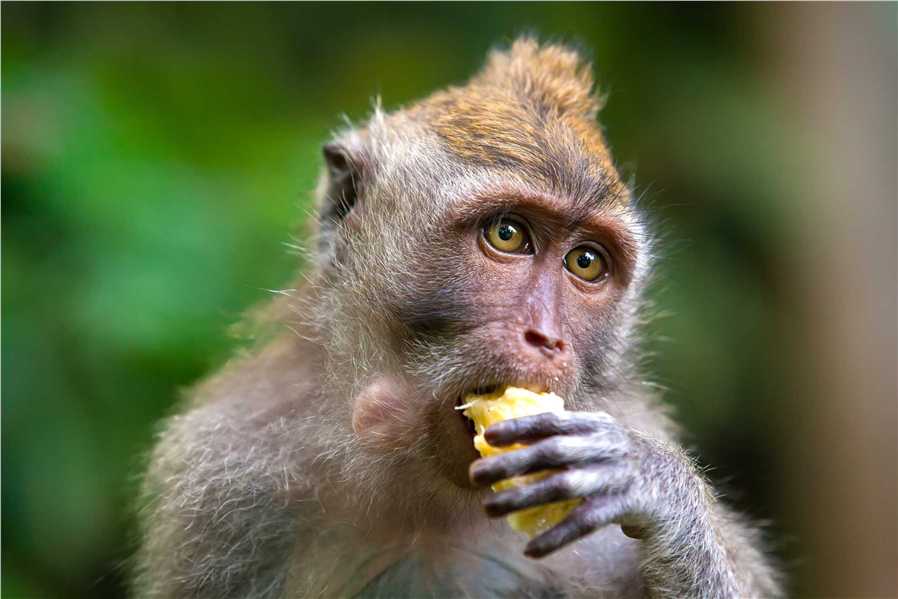 Non-Human Primate ChIP-Seq