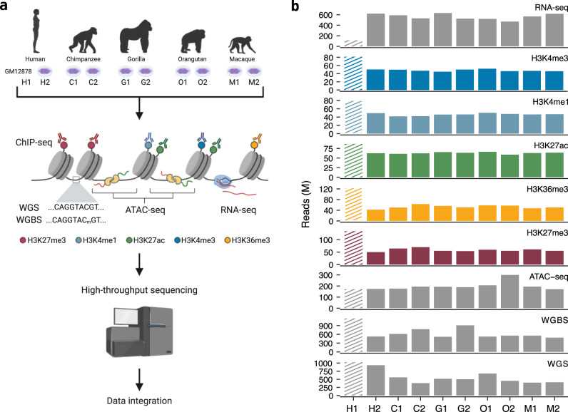 Figure 1. Experimental protocol and sequencing data. (García-Pérez, R, et al. 2021)