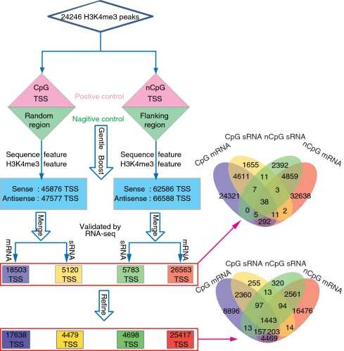 Figure 2. Flow chart for predicting transcription start sites by ChIP-seq. (Liu, Y, et al. 2011)