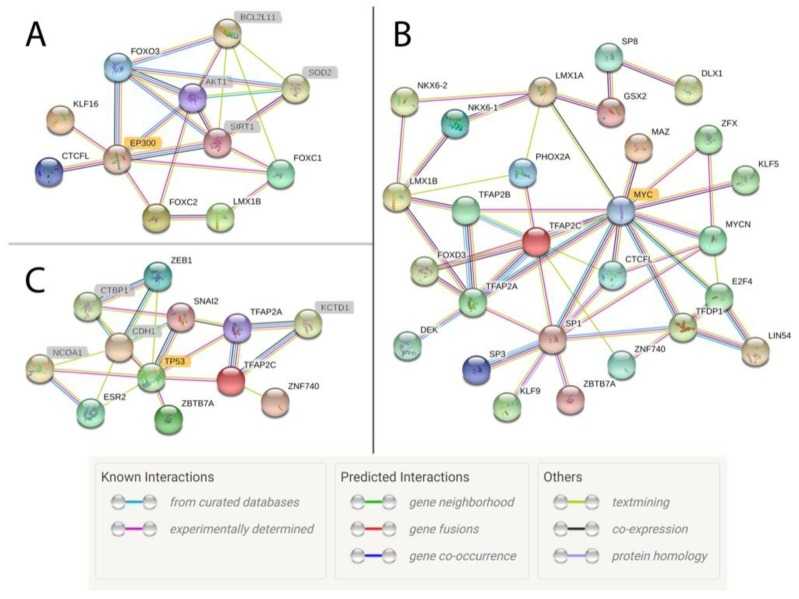 Figure 1. Transcription factor interaction network of active motif regions in ovarian, skeletal muscle, and lung tissues analyzed by CHIP-seq assay. (Kingsley, N. B, et al. 2019)