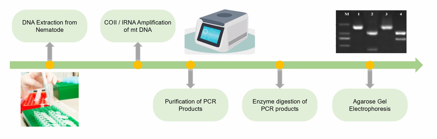 The process of detecting plant nematodes by PCR.