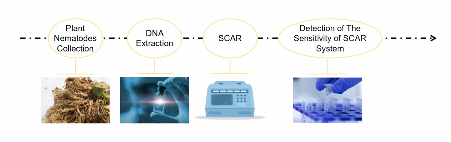 The process of detecting plant nematodes by SCAR.