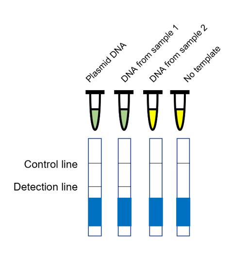 Visual inspection and lateral-flow strips used for the detection of LAMP products.