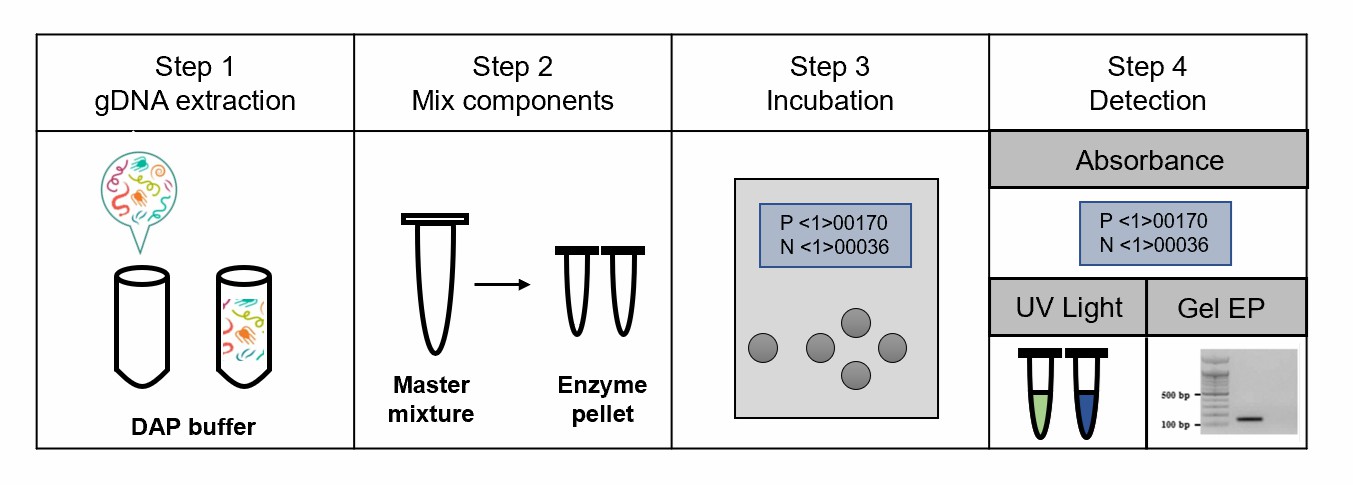 Schematic of the RPA assay for plant nematodes in the field.