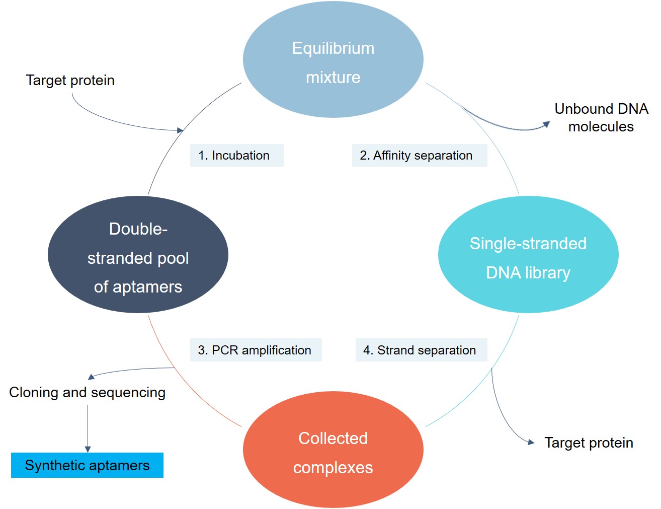 Schematic representation of aptamer selection procedure. 