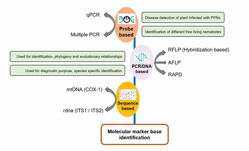 Different molecular markers for the identification of plant nematodes.