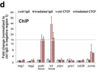 Figure 1. ChIP-qPCR analysis of CTCF enrichment around several γH2AX binding sites defined by ChIP-seq. (Mata-Garrido, J, et al. 2018)