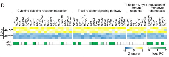 Log2 fold change of enriched genes of ChIP-seq data about cytokine–cytokine receptor interaction. (Masaki, T, et al. 2021)