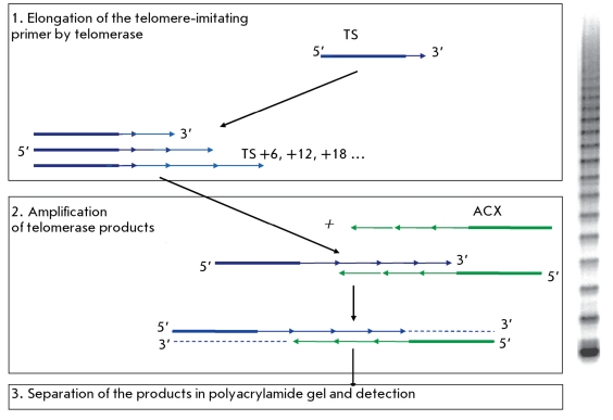 Telomeric repeat amplification protocol.