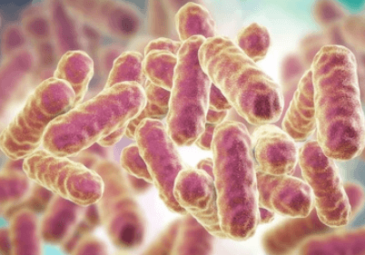 Development of Serratia entomophila Insecticide