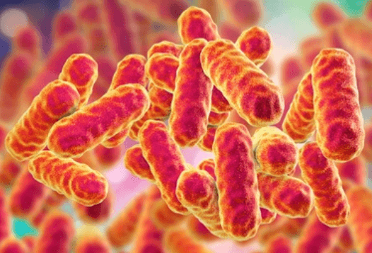 Development of Serratia marcescens Insecticide