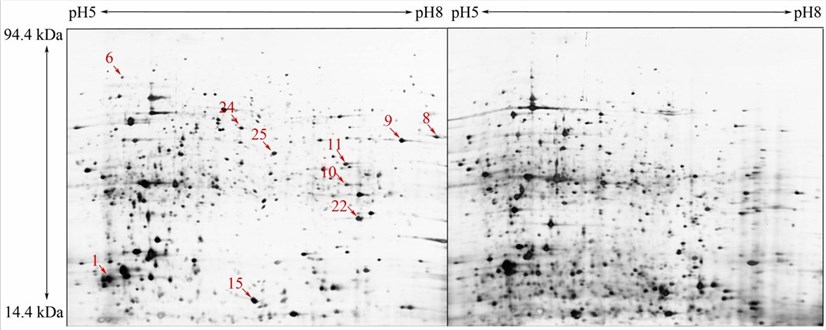 Two-dimensional sodium dodecyl sulfate-polyacrylamide gel electrophoresis (SDS-PAGE) gels of plant nematodes.