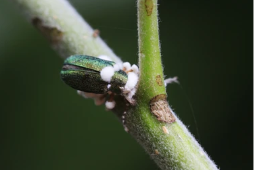 Development of Beauveria Insecticide