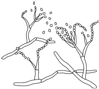 Development of Paecilomyces Insecticide