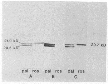 SDS-PAGE of plant nematodes protein followed by immunoblotting.