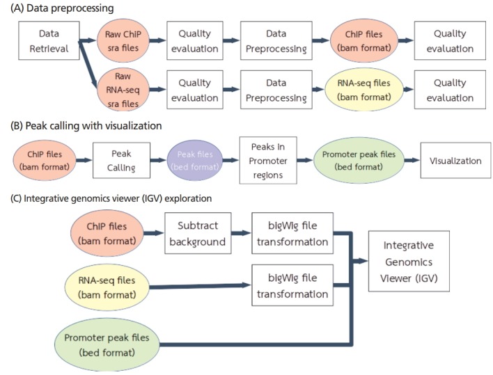 Figure 1. Workflow of ChIP-seq data acquisition and analysis. (Chokeshaiusaha, K, et al. 2018)
