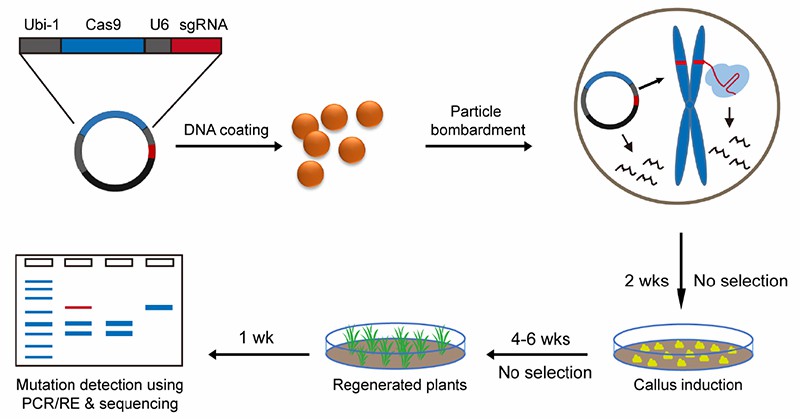 DNA-Free-genome-editing