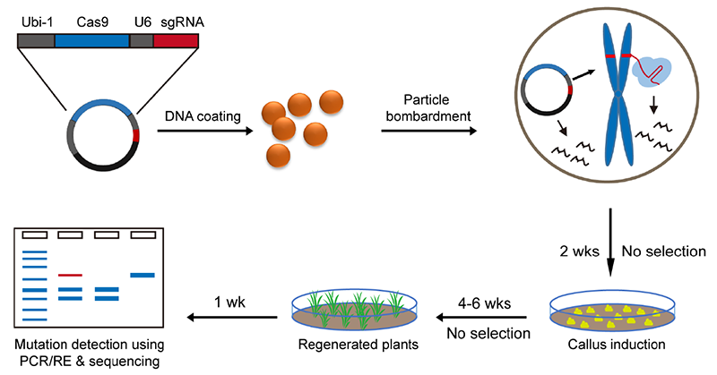 DNA-Free-genome-editing