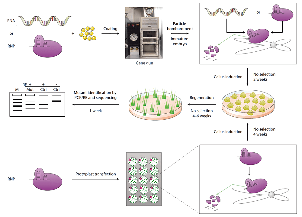 DNA-Free-genome-editing