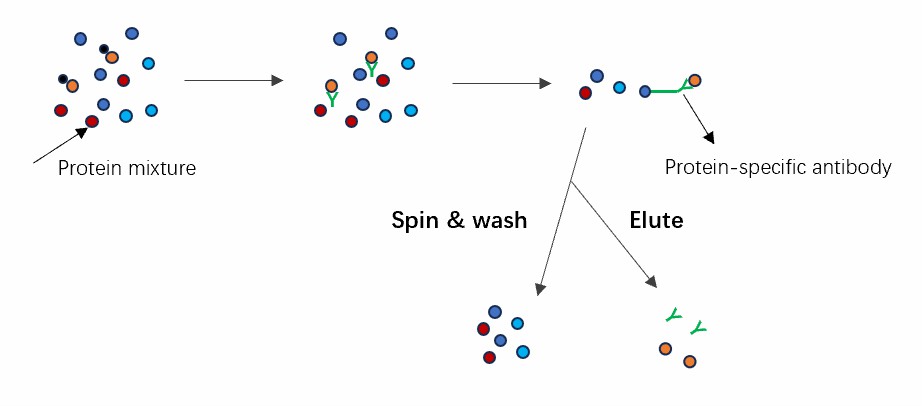 Schematic diagram of the Co-IP principle.