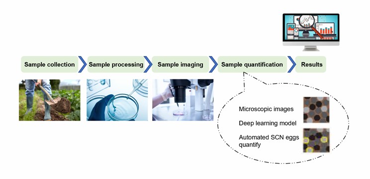 Overview showing the workflow of the automated quantification process for plant nematodes.