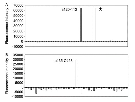 Representative examples of microarray hybridization results.