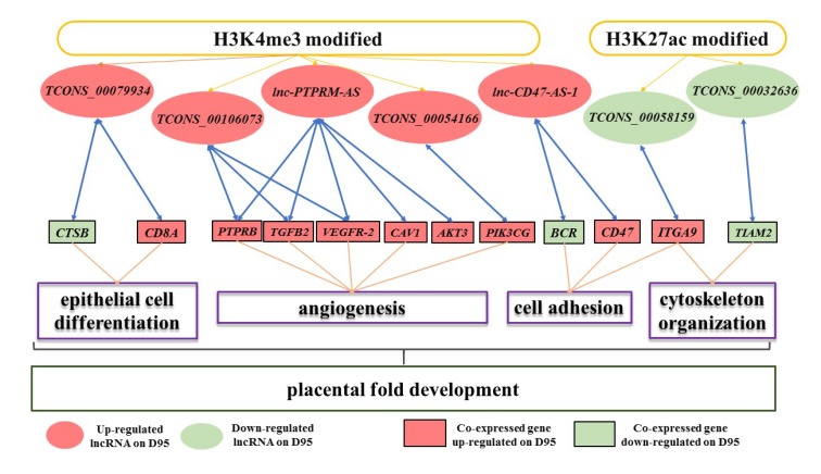 Figure 1. Schematic representation of the potential role of the H3K4me3/H3K27ac-lncRNA-gene pathway in porcine placental development obtained by ChIP-seq. (Deng, D, et al. 2020)