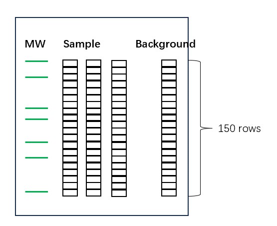 Telomere restriction fragment measurement by Southern blot analysis.