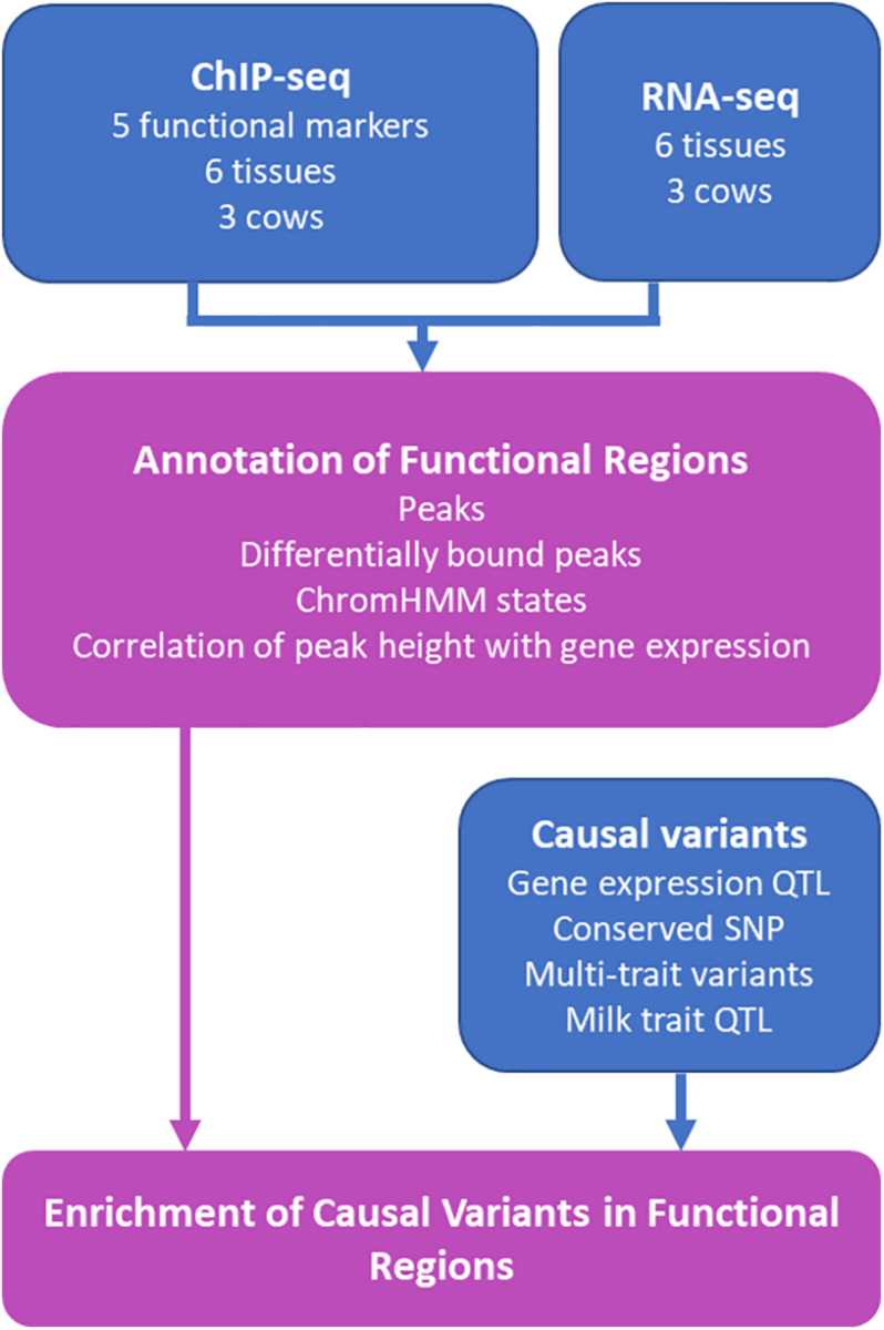 Figure 1. Schematic diagram of the study using ChIP-seq to detect putative causal variants in bovine tissues. (Prowse-Wilkins, C. P, et al. 2021)