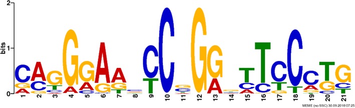 Figure 2. The phiC31 integrase-binding motifs were analyzed using ChIP-seq. (Qu, L, et al. 2019)