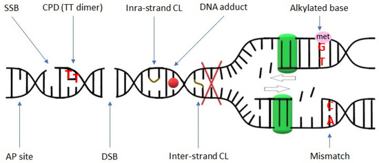Schematic representation of various DNA damages.