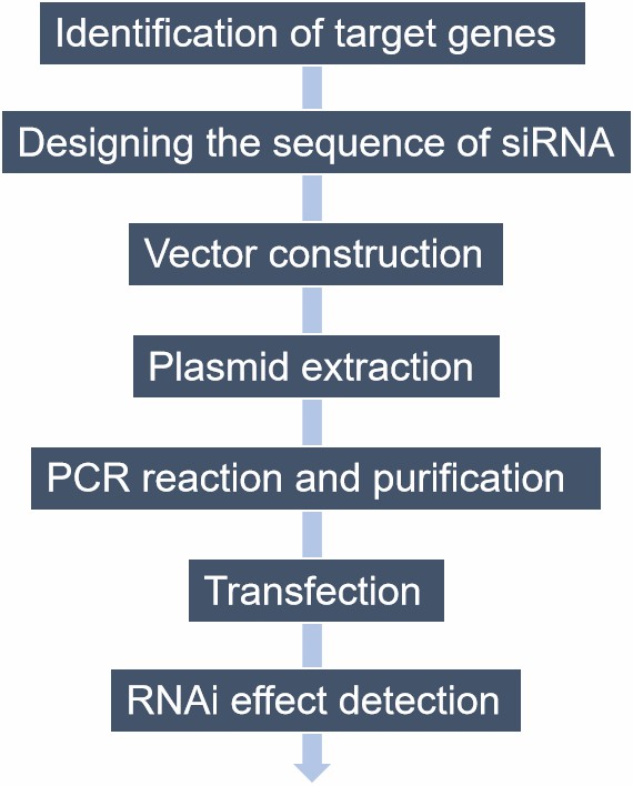 Fig. 2. Our RNAi technology service workflow - Lifeasible
