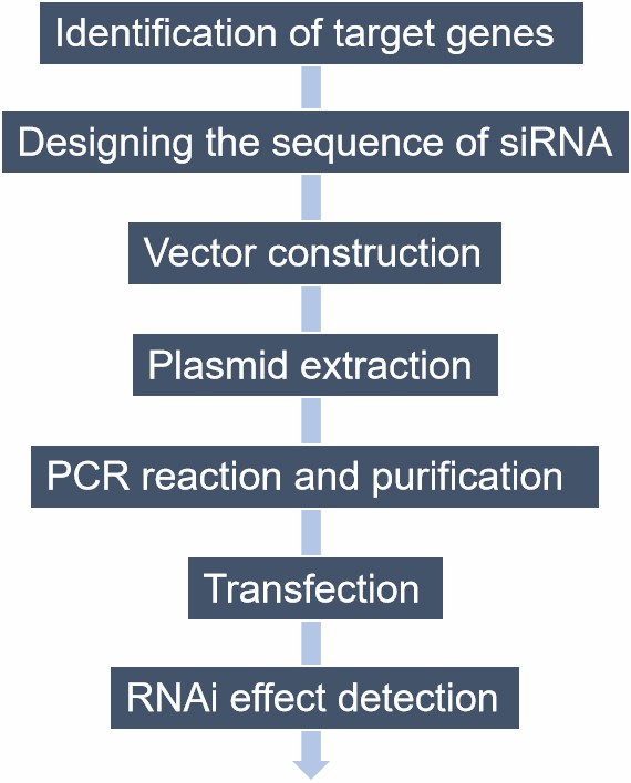 Fig. 2. Our RNAi technology service workflow - Lifeasible